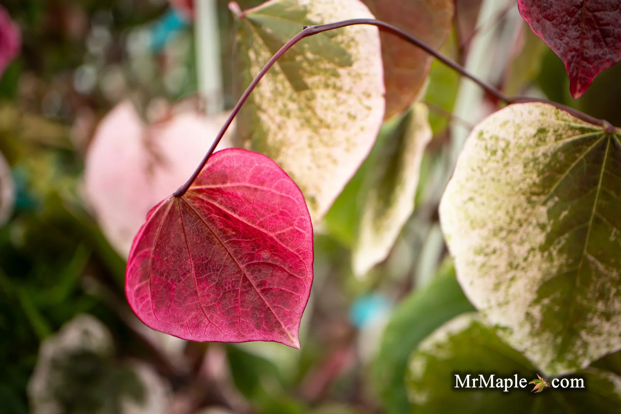 Cultivate Your Perfect Garden Sanctuary