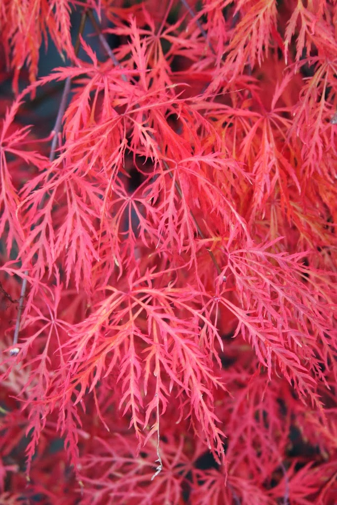Flash Savings Sale On Japanese Maples and Plants!